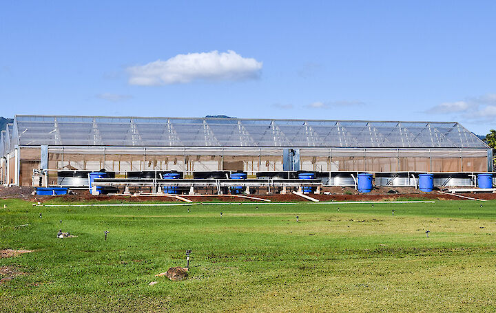 گلخانه ماریس  هاوایی